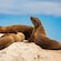 Seals sunbathing on a boulder
